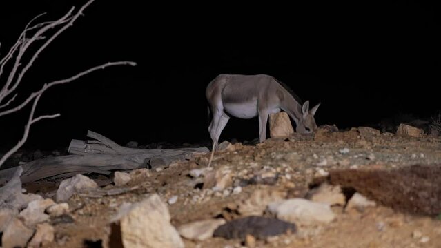 Onager Asiatic wild ass (Equus hemionus ) standing at night in the desert