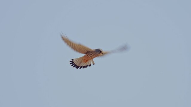 Common Kestrel (Falco tinnunculus) male Common Kestrel hovering