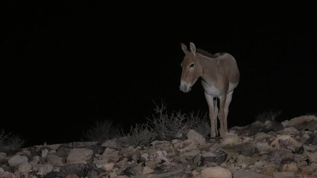 Onager Asiatic wild ass (Equus hemionus) walking at night in the desert