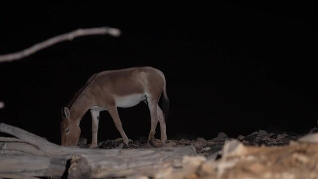 Onager Asiatic wild ass (Equus hemionus) walking at night in the desert