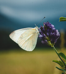 Schmetterling auf einer Violetten Blume