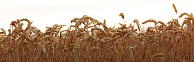 Ripe wheat on the field selective focus