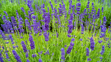 Lavender Field in the summer. Aromatherapy. Nature Cosmetics. Latvia