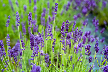 Lavender Field in the summer. Aromatherapy. Nature Cosmetics. Latvia