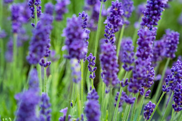 Lavender Field in the summer. Aromatherapy. Nature Cosmetics. Latvia.