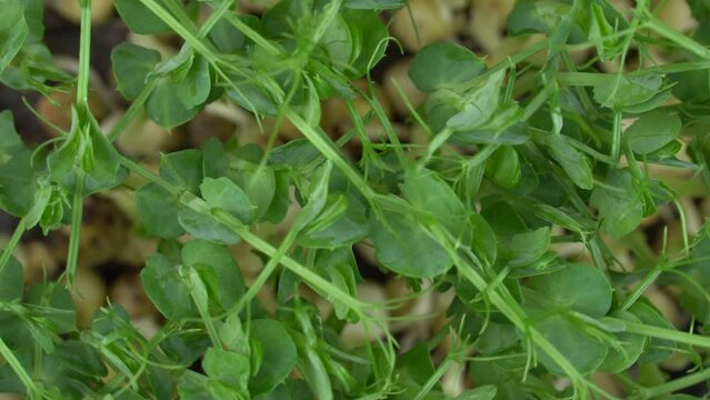 Top view group pea microgreens rotation. Green plants pisum germination. Juicy young sprouts in containers. Germination of beanstalk crop seeds. Healthy nutrition and organic food.