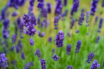 Lavender Field in the summer. Aromatherapy. Nature Cosmetics. Latvia.