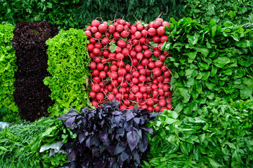 Wall of Leaf vegetables or leafy greens. Sale salad greens. Plant leaves eaten as a vegetable....