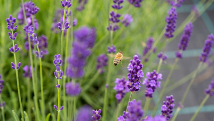 Honeybee in flowering lavender field. Summer landscape with blue lavender flowers. Latvia.