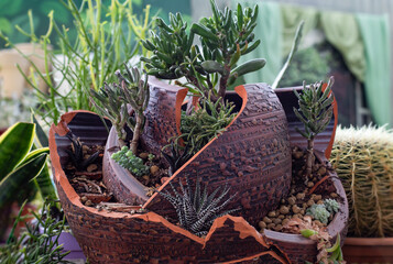 Designer composition various succulents in a crock broken vase