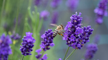 Honeybee in flowering lavender field. Summer landscape with blue lavender flowers. Latvia.
