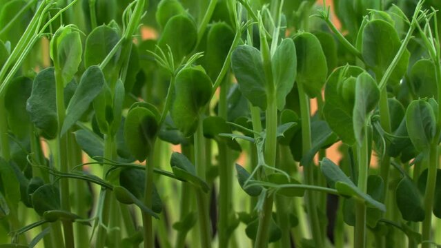 Pea microgreens birth close-up. Green micro plants pisum germination. Juicy young sprouts in containers. Germination of beanstalk crop seeds. Healthy nutrition and organic food.