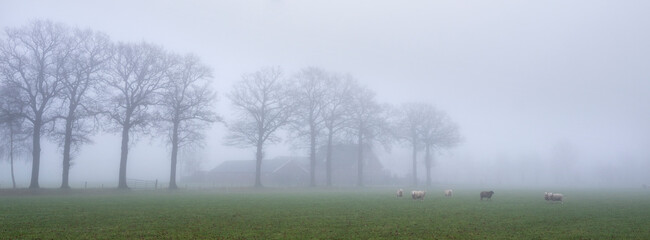 sheep in misty meadow near farm in the. netherlands