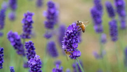 Honeybee in flowering lavender field. Summer landscape with blue lavender flowers. Latvia