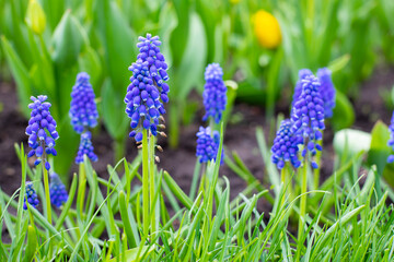 Blue muscari mouse hyacinth blossom in nature close-up