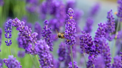 Honeybee in flowering lavender field. Summer landscape with blue lavender flowers. Latvia