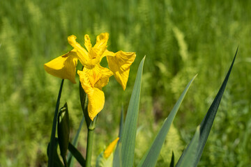 Yellow iris in climbing meadow blossom close-up