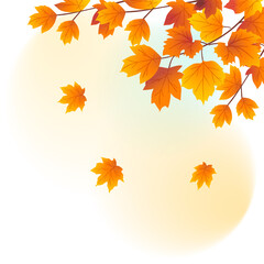Naklejka na ściany i meble Beginning of autumn festival, autumn maple leaves fall down, vector illustration