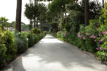 Oleander, Petunias, surfinia, Alley, path, lane, arrangement, walk in the park, clean, well-kept...