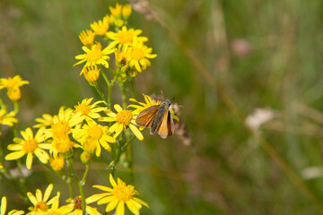 Skipper butterfly on a flower in a meadow	

