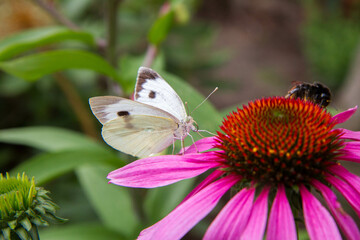 The Cabbage butterfly on the Echinacea flower		