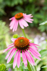 Obraz premium Echinacea blooming in a garden 
