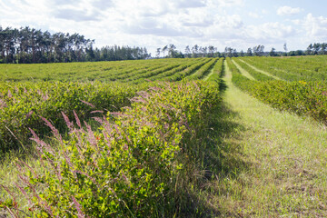 Fototapeta na wymiar Aronia (chokeberries) growing in a field - in early summer time 