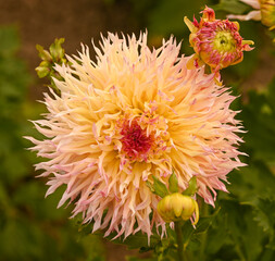 Obraz premium Beautiful close-up of a laciniated dahlia flower