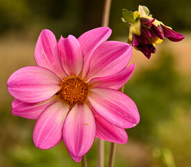 Obraz premium Beautiful close-up of a pink dahlia