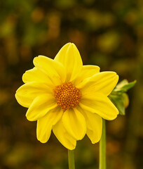 Beautiful close-up of an yellow dahlia