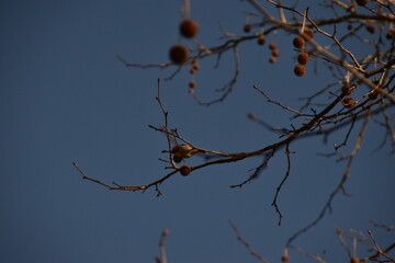 pajaro posado en un arbol