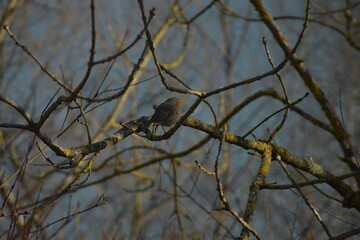 pajaro posado en un arbol