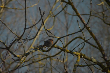 pajaro posado en un arbol