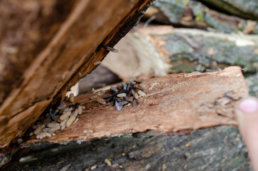 Large wild termite ants and their larvae