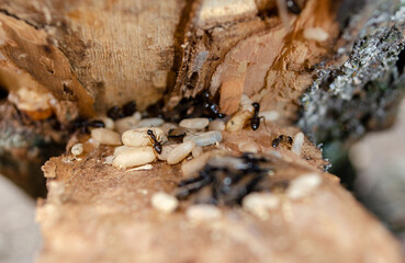 Large wild termite ants and their larvae
