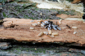 Large wild termite ants and their larvae