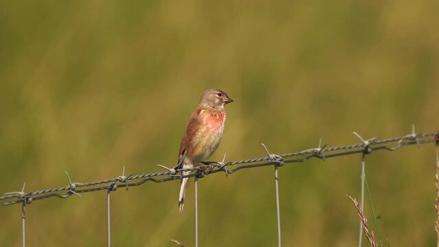A male Common Linnet (Linaria cannabina) sitting on a fench of barbed wire