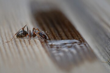 ant drinking