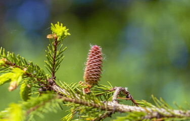 A fir cone growing on a branch with needles.