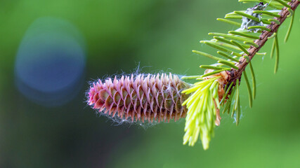 A fir cone growing on a branch with needles.