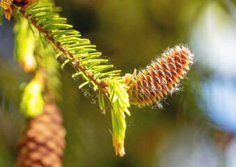 A fir cone growing on a branch with needles.