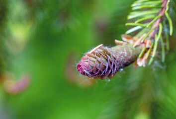 A fir cone growing on a branch with needles.