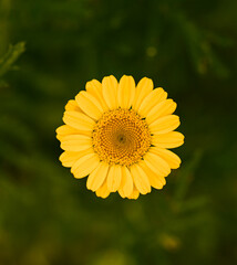 Beautiful close-up of cota tinctoria flower