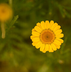 Beautiful close-up of cota tinctoria flower