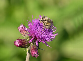 Bumblebee on a purple flower in a field in summer