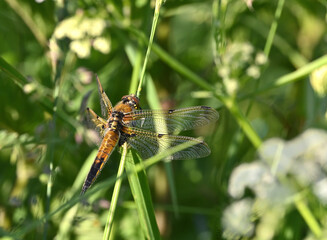 Fototapeta premium dragonfly in the meadow