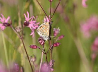 
Beautiful butterfly on a summer meadow in flowers