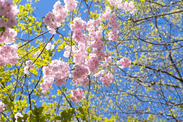 Pink cherry tree sakura flowers and light green leaves on blue sky. Selective focus, background texture, spring time.