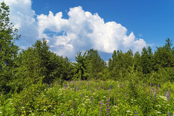 White clouds over a lawn in the woods .Summer landscape . Vsevolozhsk. Leningrad region.