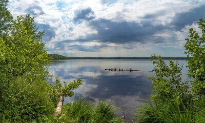 Wild ducks are sitting peacefully on a log in the lake .Vsevolozhsk. Leningrad region.
